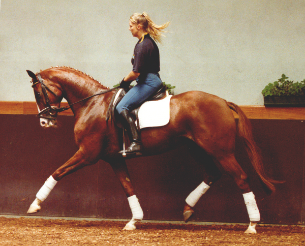 Remi Waltzing Matilda Elite Mare Remi Waltzing Matilda Elite Mare