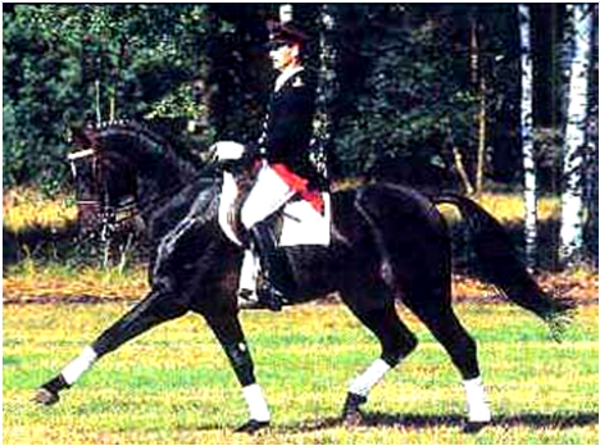 Fabriano Stallion