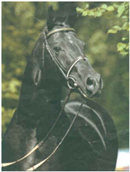 LANTHAN HANOVERIAN STALLION