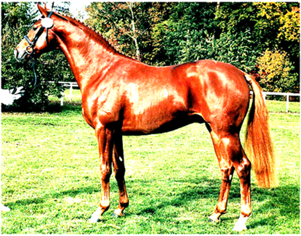 Londonderry Stallion Londonderry Stallion