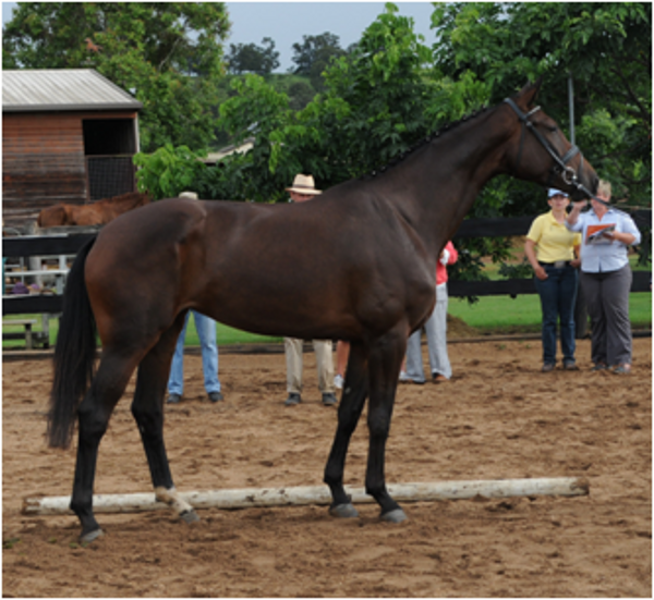 Remi Bridle Shower EMC