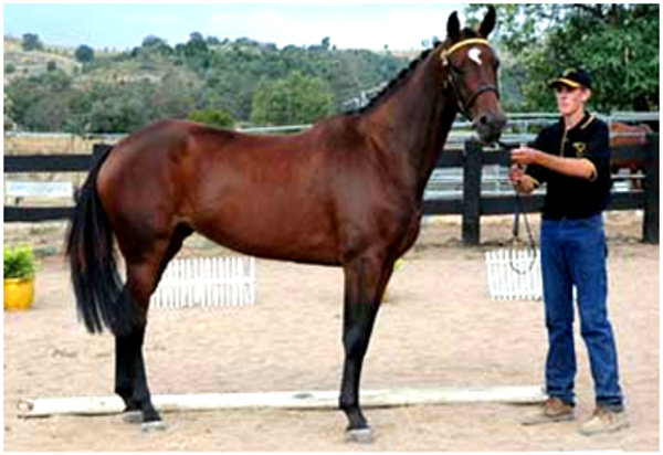 Remi Abracadabra Elite Mare Remi Abracadabra Elite Mare