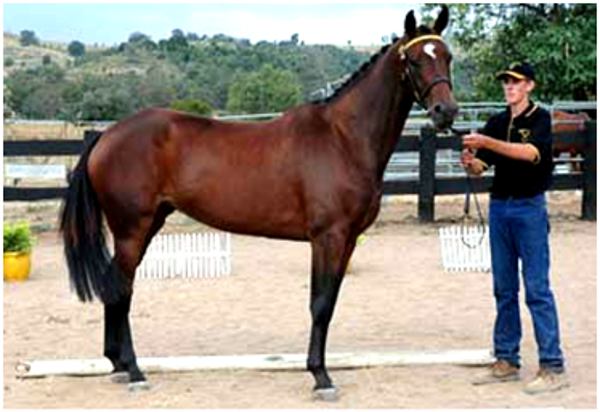 Remi Abracadabra Elite Mare