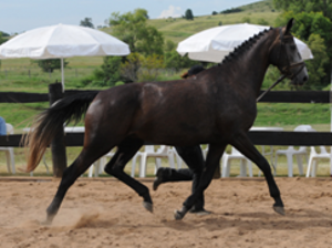 Semi Sunset Boulevard Elite Mare