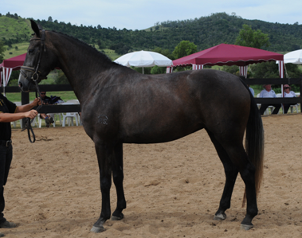 Remi Sunset Boulevard Elite Mare