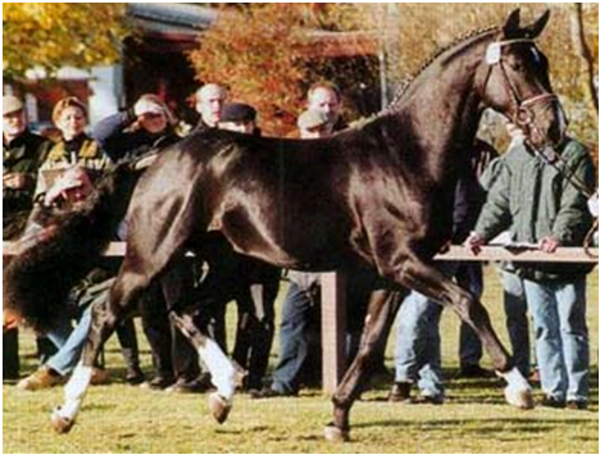 Rotspon Dressage Stallion Rotspon Dressage Stallion