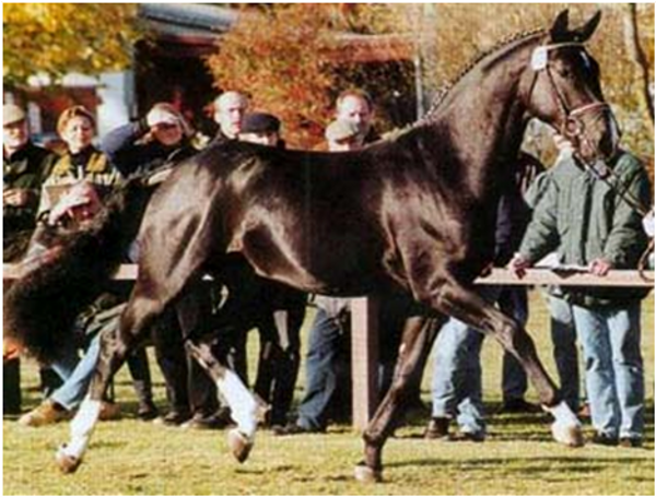 Rotspon Dressage Stallion