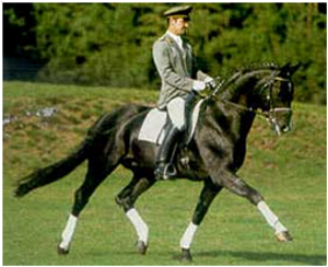Rotspon Dressage Stallion