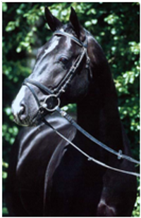 Rotspon Dressage Stallion