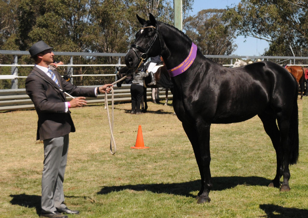 Home Hanoverian Warmblood Stallion Lauries As