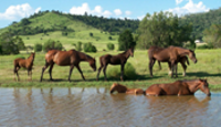 Home Broodmares