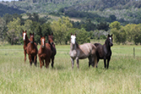 Home Broodmares