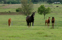 Home Foals Home Foals